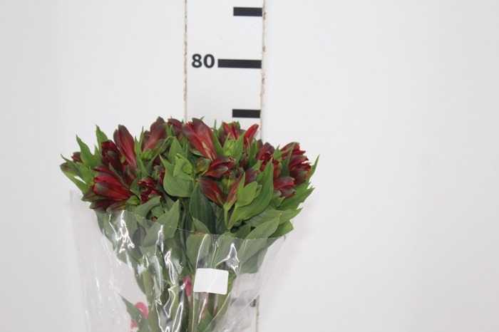 <h4>ALSTROEMERIA ANGELINA 070 CM</h4>