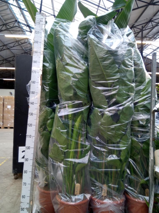 <h4>Strelitzia nicolai</h4>