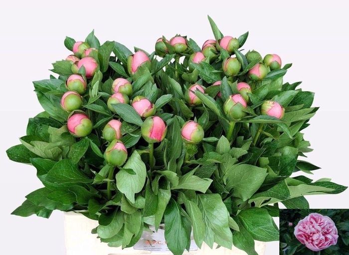 <h4>PAEO ETCHED SALMON</h4>