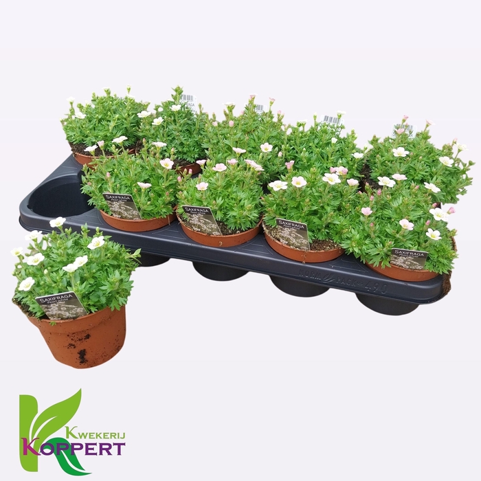 <h4>SAXIF AR IC PEARL WH</h4>