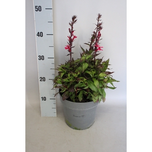 vaste planten 19 cm  Lobelia speciosa Rose