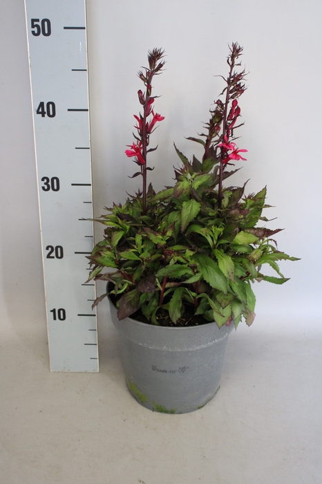 <h4>vaste planten 19 cm  Lobelia speciosa Rose</h4>