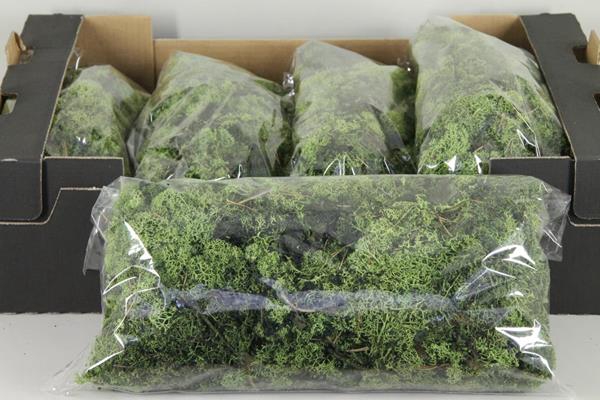 <h4>Moss Icelandic 500gr D.green</h4>