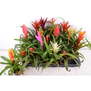 BROMELIA GEM 15 SRT