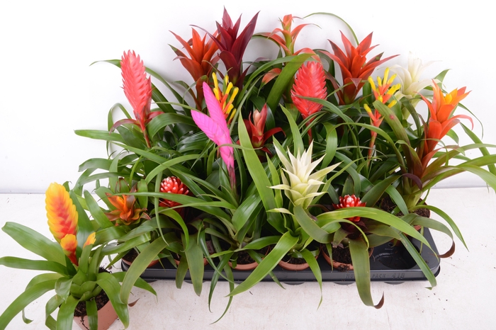 <h4>BROMELIA GEM 15 SRT</h4>