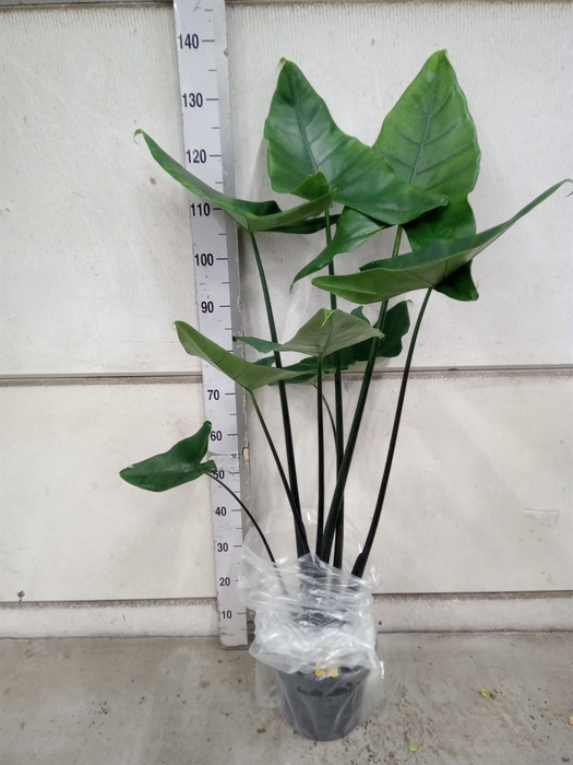 <h4>Alocasia zebrina 'Black Zebrina'</h4>