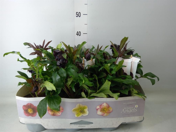 <h4>Helleborus ori.</h4>