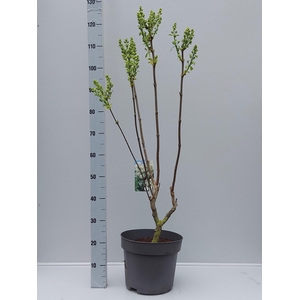 SYRI V MME F STEPMAN