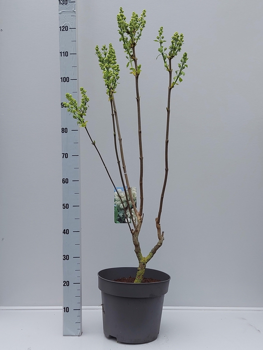 <h4>SYRI V MME F STEPMAN</h4>