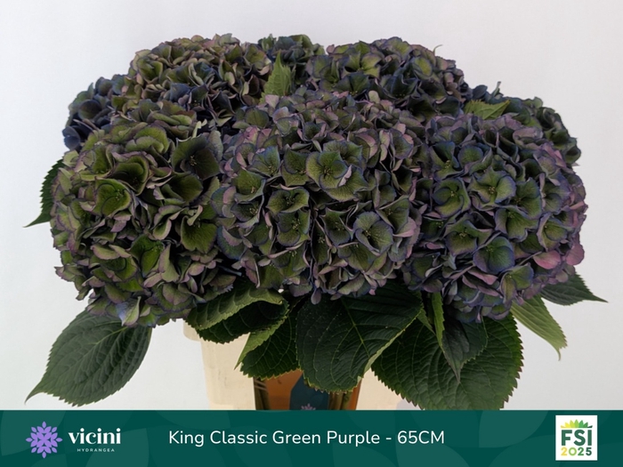 <h4>HYDR M ROYAL KING CL</h4>