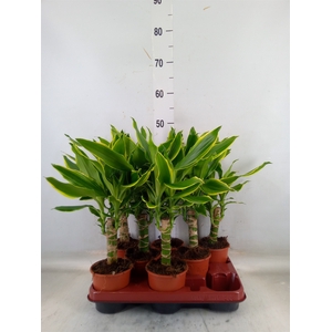 Dracaena frag. 'Golden Coast'
