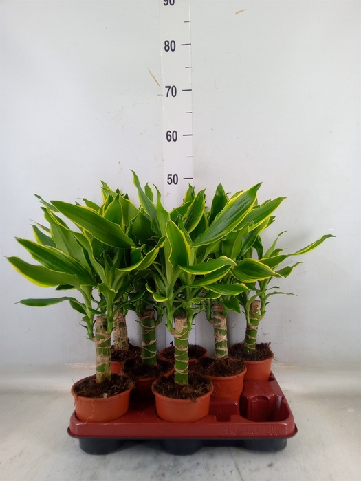 <h4>Dracaena frag. 'Golden Coast'</h4>