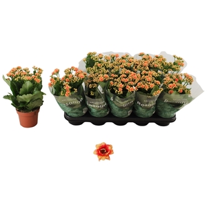 KAL GE FELIZ BICOLOR