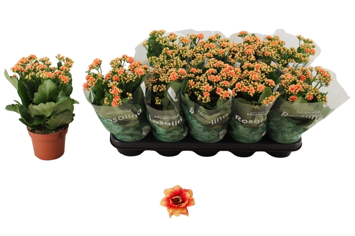 <h4>KAL GE FELIZ BICOLOR</h4>