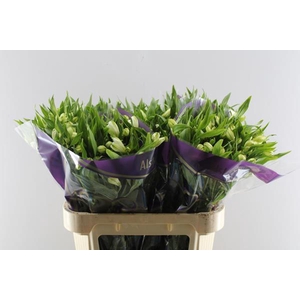 Alstr White Swan (wit)