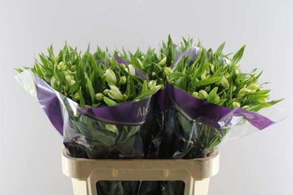 <h4>Alstr White Swan (wit)</h4>