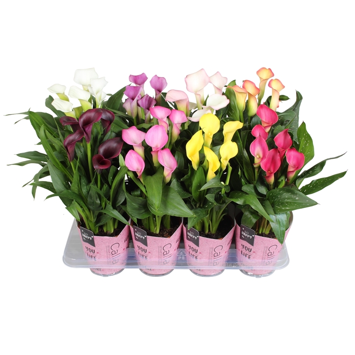 <h4>Zantedeschia gemengd SoHappyCalla mix met roze gift potcover</h4>
