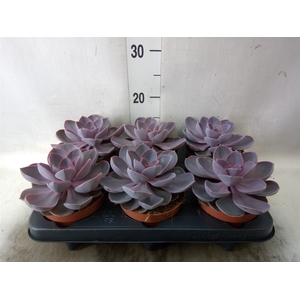 Echeveria  'Purple Pearl'