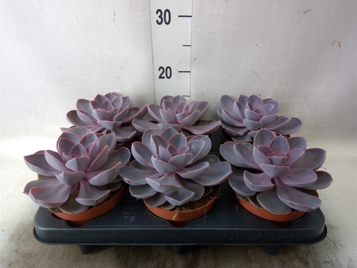 <h4>Echeveria  'Purple Pearl'</h4>