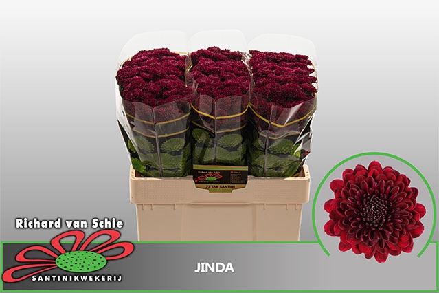 CHR SAN JINDA