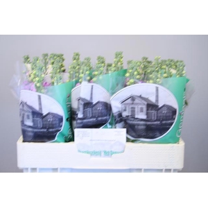 MATTH FIGARO LAVENDE