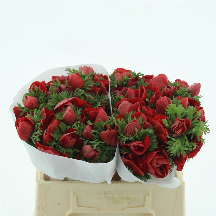 <h4>Anem Mistral Red Extra</h4>