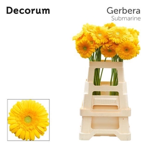 Gerbera Submarine Water x40 Lang