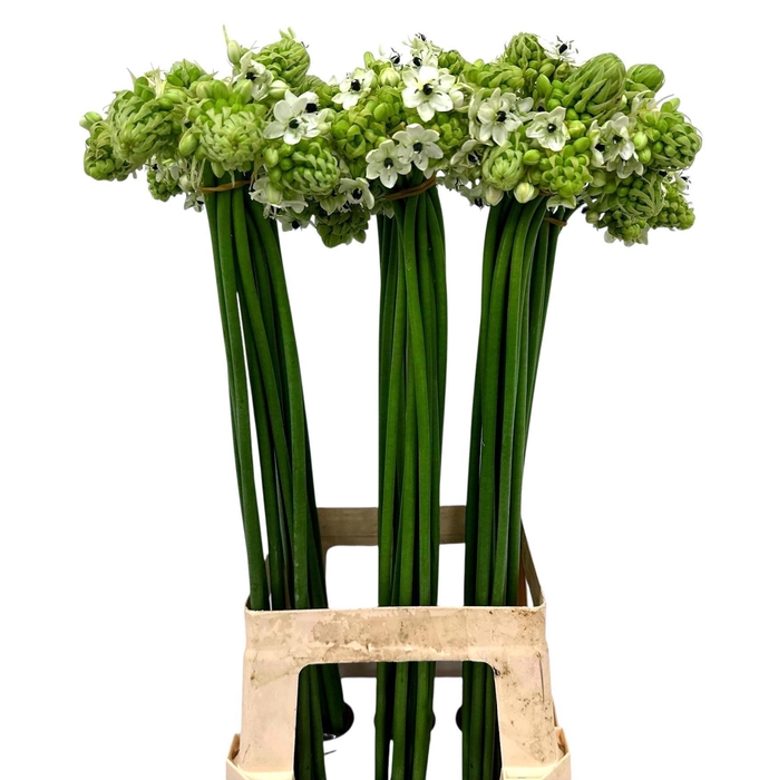 <h4>ORNIT SAUNDERSIAE</h4>