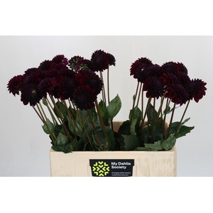 Dahlia Black Destiny