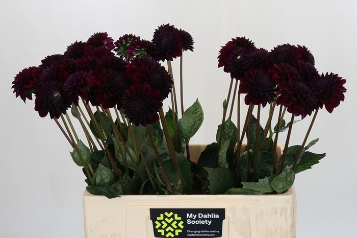 <h4>Dahlia Black Destiny</h4>