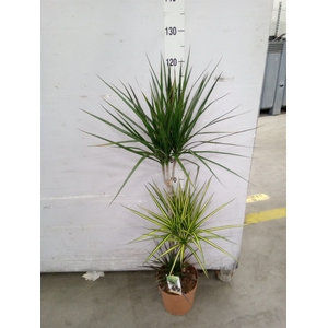 Dracaena marg.   ..mix 3