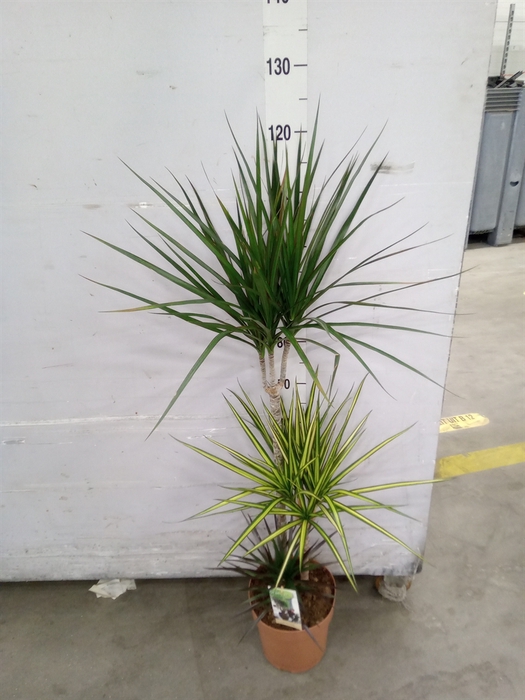 <h4>Dracaena marg.   ..mix 3</h4>