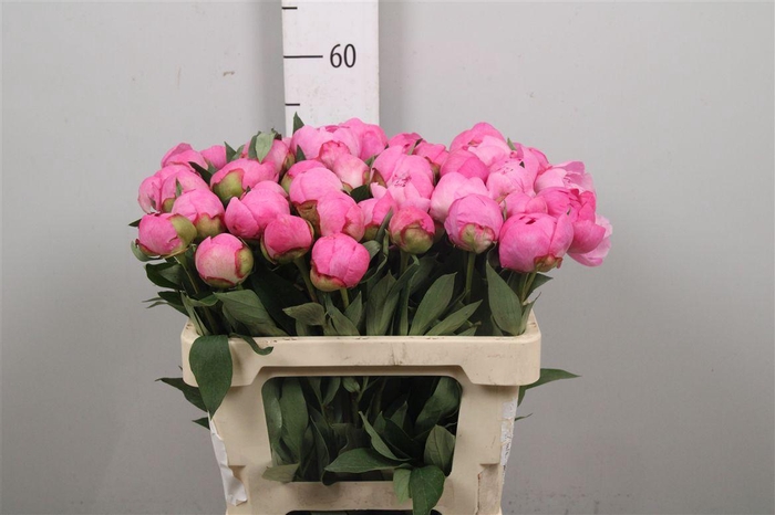 <h4>Paeo Dr A Fleming</h4>