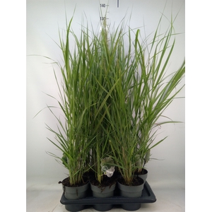 Panicum virgatum