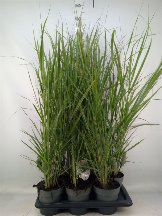 <h4>Panicum virgatum</h4>