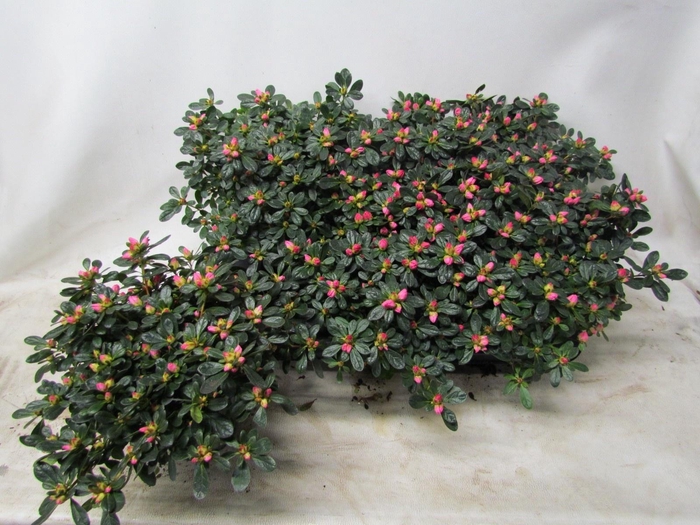 <h4>RHODO SI FRIEDHELM</h4>