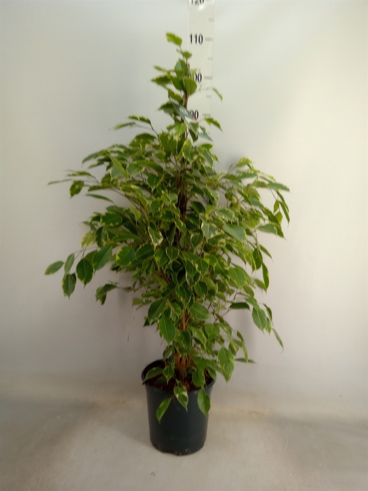 <h4>Ficus benja. 'Golden King'</h4>