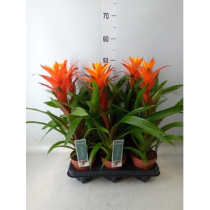 Guzmania  'Variada'