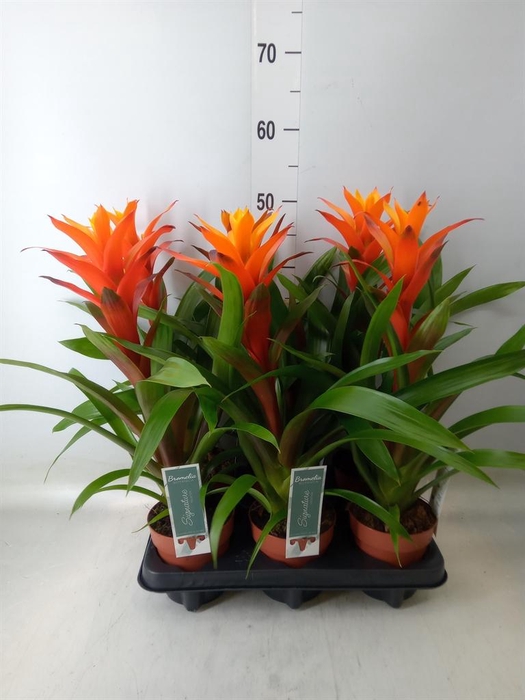 <h4>Guzmania  'Variada'</h4>