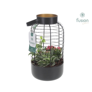 Lantaarn metaal met arrangement