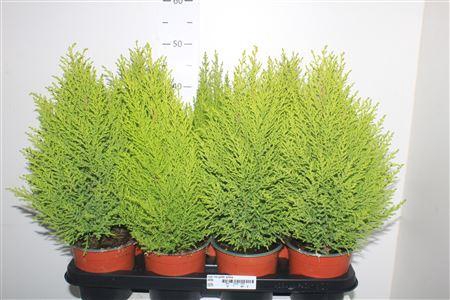 ** Cupr Ma Goldc Wilma ** Winter Promo **