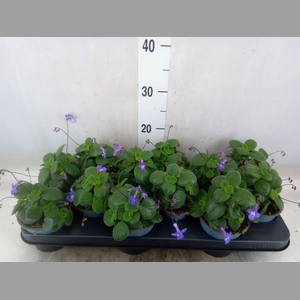 Streptocarpus saxorum