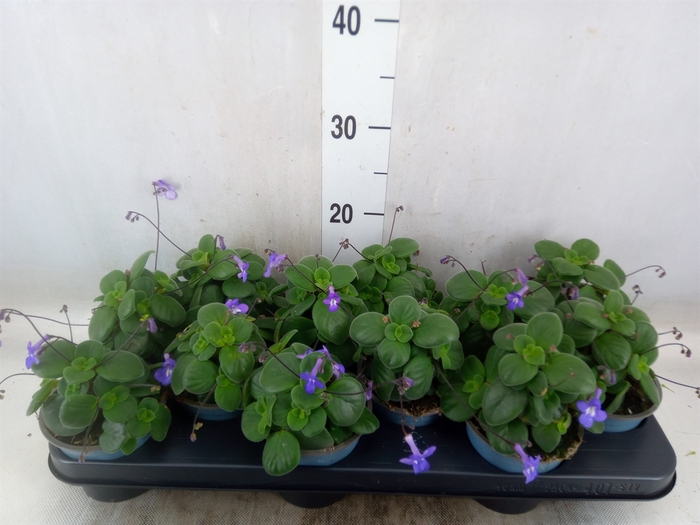 <h4>Streptocarpus saxorum</h4>