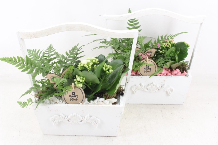 <h4>arr2 PL - Hengsel kist white 401/4 - roze/wit</h4>