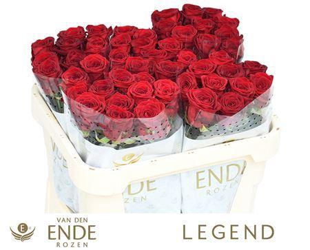 <h4>R Gr Red Naomi</h4>