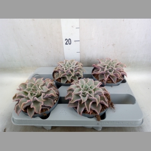 Echeveria   ...