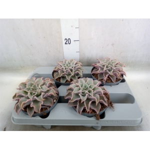 Echeveria   ...