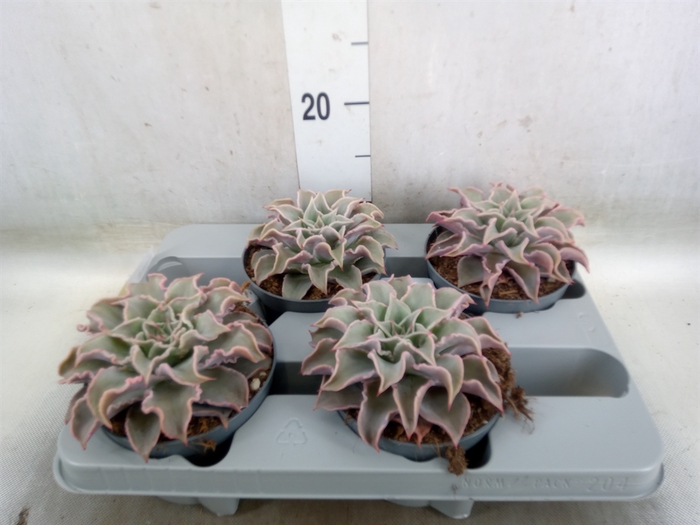 <h4>Echeveria   ...</h4>