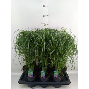 Cyperus alternifolius