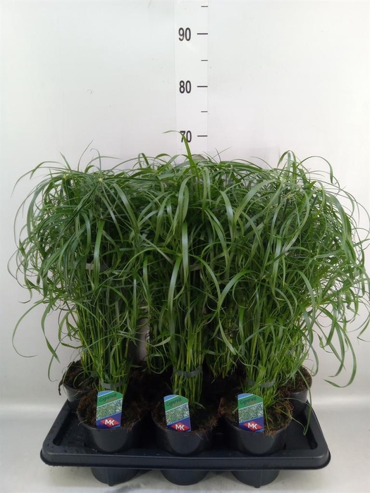 <h4>Cyperus alternifolius</h4>